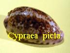 Cypraea (Zonaria) picta, Gray 1824